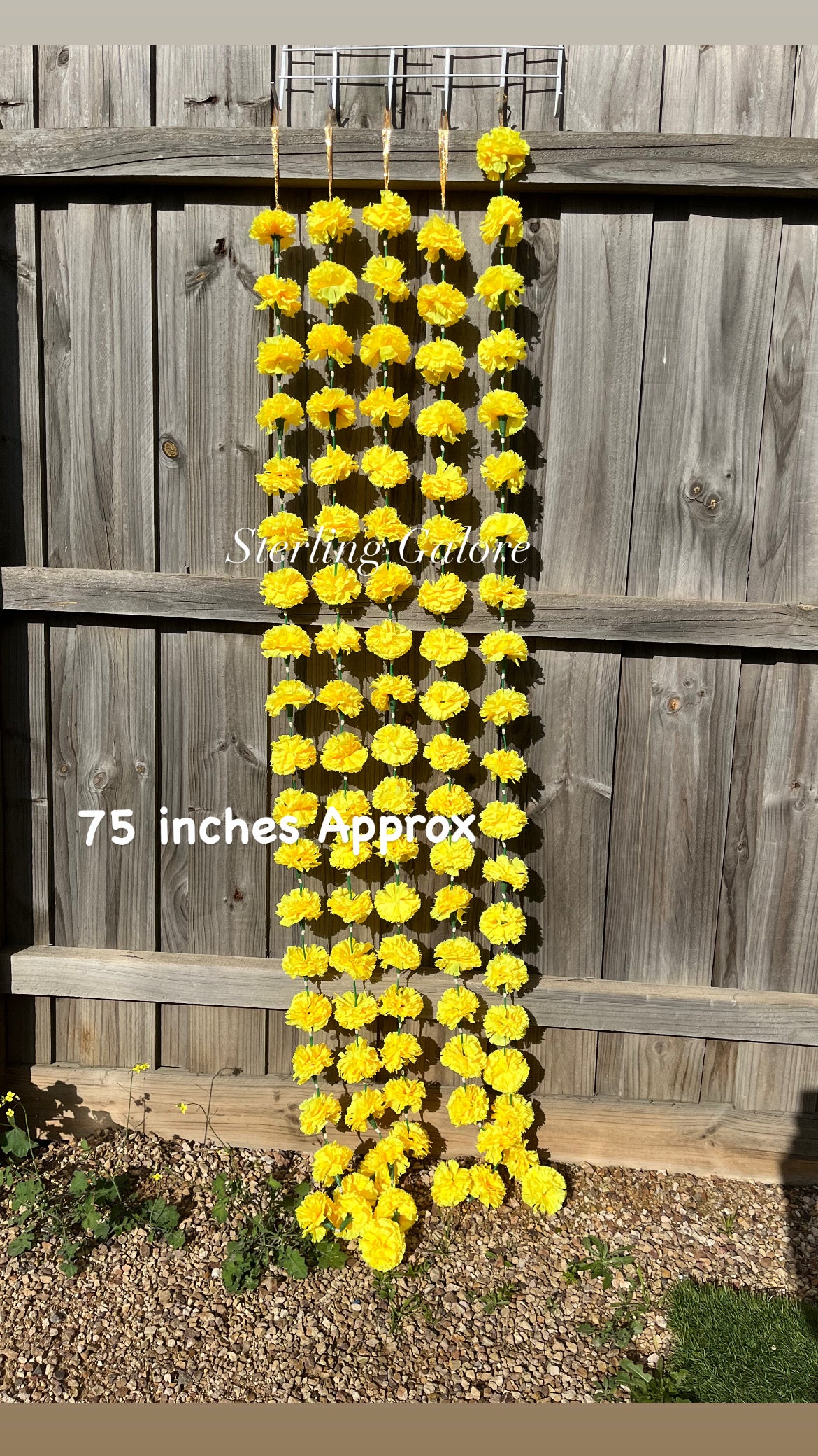 Marigold Hanging