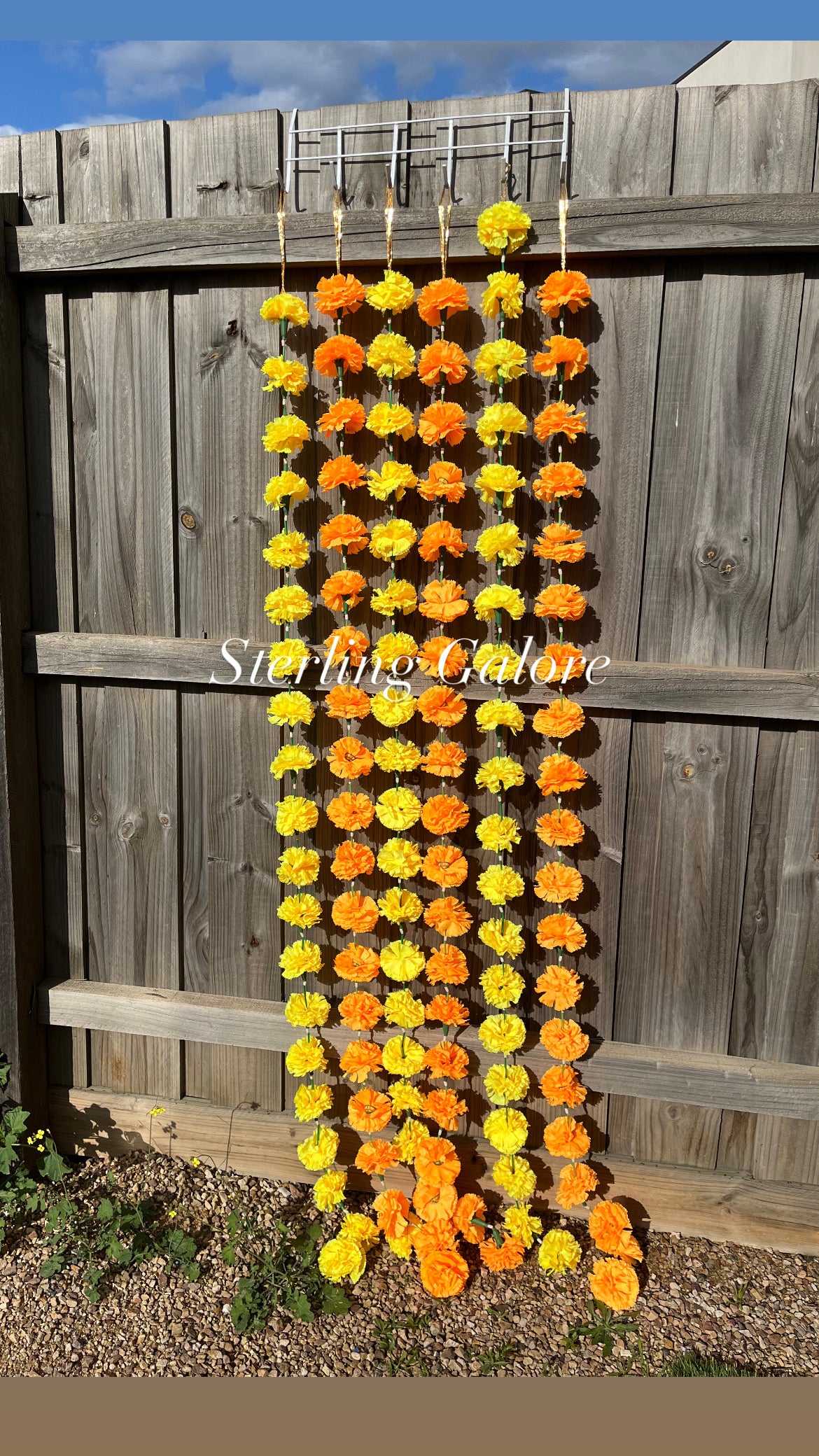 Marigold Hanging